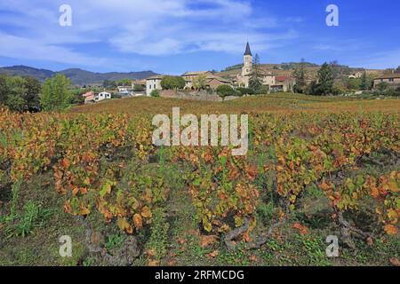 Frankreich, Rhône (69), Juliénas, Village du vignoble du Beaujolais Grand Cru AOC, les vignes en automne / Frankreich, Rhône Juliénas, Village of the Beaujolais Grand Cru AOC Vineyard, the Rines in Herbst / Stockfoto