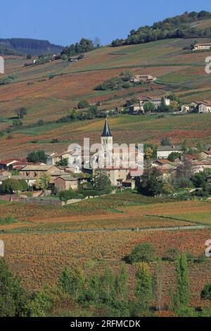 Frankreich, Rhône (69), Juliénas, Village du vignoble du Beaujolais Grand Cru AOC, les vignes en automne / Frankreich, Rhône Juliénas, Village of the Beaujolais Grand Cru AOC Vineyard, the Rines in Herbst / Stockfoto