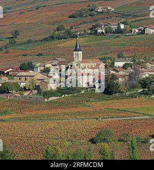 Frankreich, Rhône (69), Juliénas, Village du vignoble du Beaujolais Grand Cru AOC, les vignes en automne / Frankreich, Rhône Juliénas, Village of the Beaujolais Grand Cru AOC Vineyard, the Rines in Herbst / Stockfoto