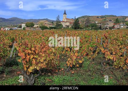 Frankreich, Rhône (69), Juliénas, Village du vignoble du Beaujolais Grand Cru AOC, les vignes en automne / Frankreich, Rhône Juliénas, Village of the Beaujolais Grand Cru AOC Vineyard, the Rines in Herbst / Stockfoto