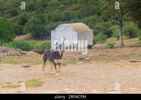 Der alte Hundewanderer: Der alte deutsche Schäferhund in der Natur Stockfoto