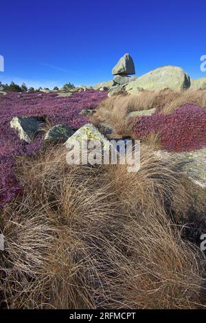 Frankreich, Gard Genolhac, Mont Lozere, Pic Cassini, blühende Heidelandschaft, das Chaos ist steinig Stockfoto