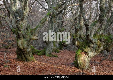 Frankreich, Gard Génolhac, Mont-Lozère, Mas de la Barque, Buchenbäume von La Sénégrière Stockfoto