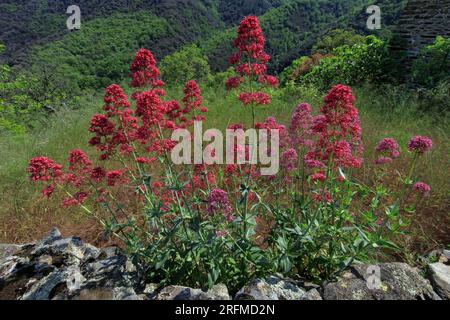 Frankreich, ein Bund Baldrian (Centranthus ruber), in Blüte Stockfoto