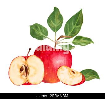 Fruchtzusammensetzung mit ganzen, Hälften und Blättern eines roten Apfels. Natürliche Lebensmittel Früchte. Aquarell- und Markierungsdarstellung. Stockfoto