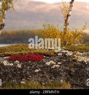 Alpine Bärenbeere, Bergbeere auf einer Klippe, auf dieser Seite ein See. Berg im Hintergrund, Herbst. Stockfoto
