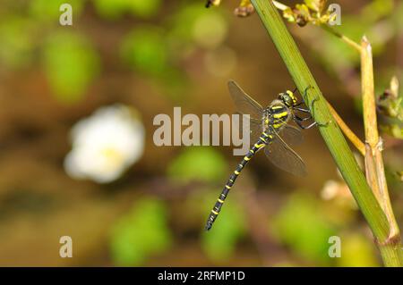 Goldringförmige Libelle (Cordulegaster boltonii) Cordulegastridae Familie unverwechselbare schwarze und gelbe Streifen, ernähren sich hauptsächlich von Insekten, die von Mücken reichen Stockfoto