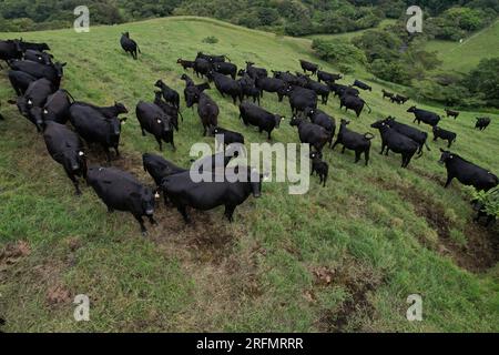 Luftaufnahme einer Kuhscheune auf dem Land Stockfoto