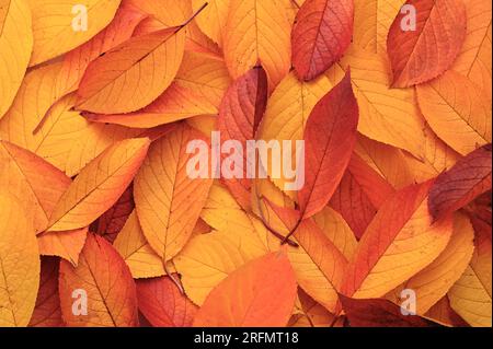 Herbst farbenfrohe trockene Blätter Hintergrund. Herbstkonzept. Die Natur Stockfoto
