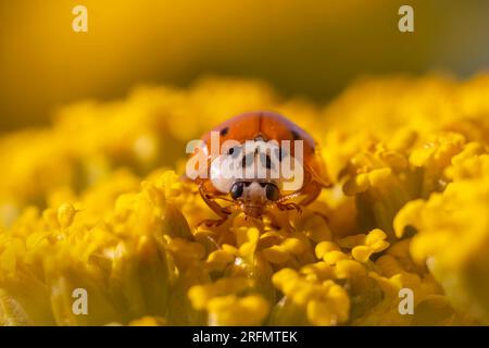 Der rote Marienkäfer sitzt auf einer gelben Blume und badet Stockfoto