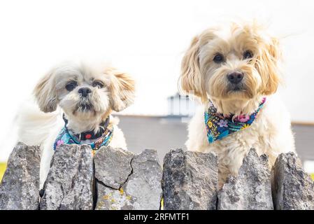 Ein süßes Shih Tzu-Paar weiße Hunde aus der Nähe Stockfoto