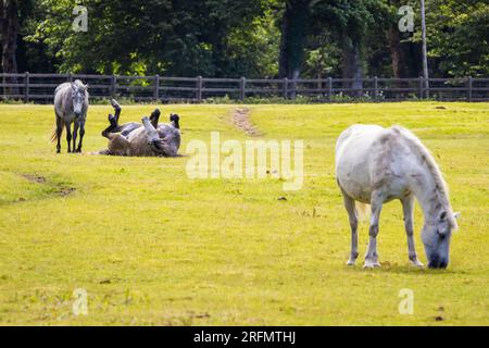 Pferde auf dem Feld Rollen auf dem Rücken und füttern die grüne Landschaft am Sommertag Stockfoto