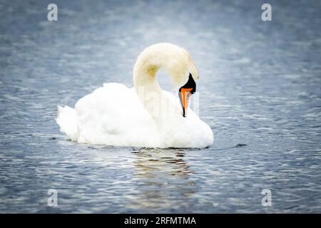 Wunderschöner Schwan auf den Wasserreinigungsfedern am Tag Stockfoto