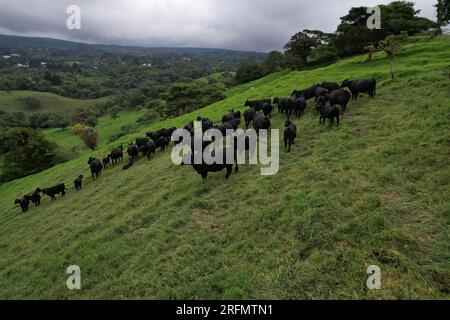 Luftaufnahme einer Kuhscheune auf dem Land Stockfoto