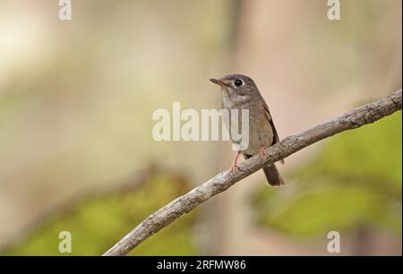 Brauner Fliegenfänger ist ein kleiner Passanten aus der Fliegenfänger-Familie Muscicapidae. Dieses Foto wurde aus Bangladesch gemacht. Stockfoto