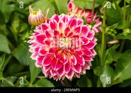 Nahaufnahme einer hellrosafarbenen Dahlien mit weißen Kanten an den Blütenblättern, Dahlienblättern und Knospen, die in einem Garten in Großbritannien blüht Stockfoto