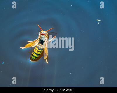 Die Riesenhorne (Vespa Crabro) fiel ins Wasser und ertrinkt nicht, weil sie behaart war Stockfoto