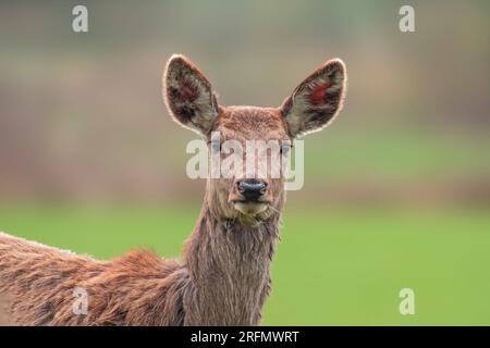 Ein Porträt eines Rotwild (Cervus elaphus) auf einer Wiese Stockfoto