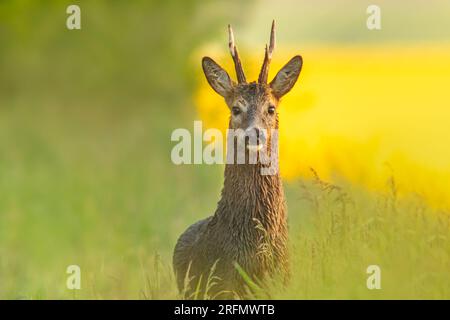 Auf einer grünen Wiese steht ein Hirschbuck (Capreolus capreolus) und isst Stockfoto