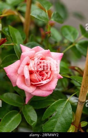 Nahaufnahme einer wunderschönen rosafarbenen David Austin Rose namens Rosa Paul Noel, eine duftende, wandernde Rose, die in einem englischen Garten blüht Stockfoto