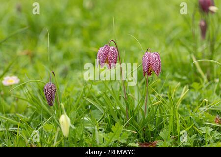 Nahaufnahme von Purple Snake's Head Fritillaries/Schachblumen, die auf einer englischen Wiese blühen, England, Großbritannien Stockfoto