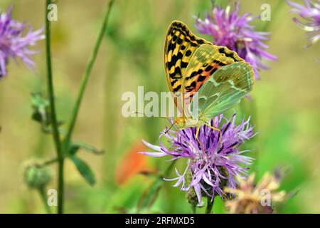 Ein Schmetterling (lepidoptera) ernährt sich von einigen violetten Blumen auf grünem Hintergrund. Stockfoto
