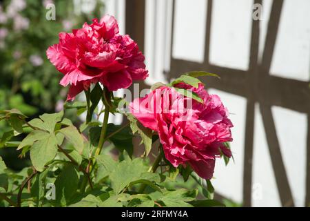 Rosa Frühlingsblumen von Baumpfingstrosen, Paeonia x Suffruticosa oder Moutan Pfingstrosen Kiel, Deutschland Mai Stockfoto