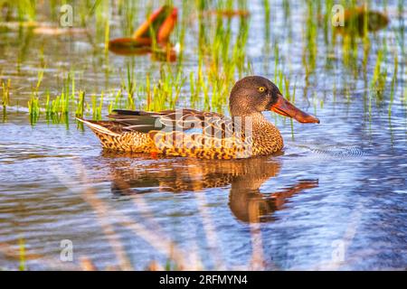 Eine Northern Shoveller-Ente bei Sonnenaufgang Stockfoto