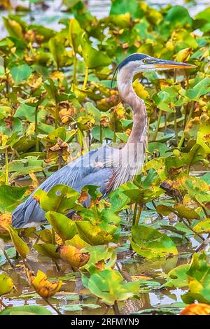 Ein großer Blaureiher beim Angeln unter den Lilly Pads Stockfoto