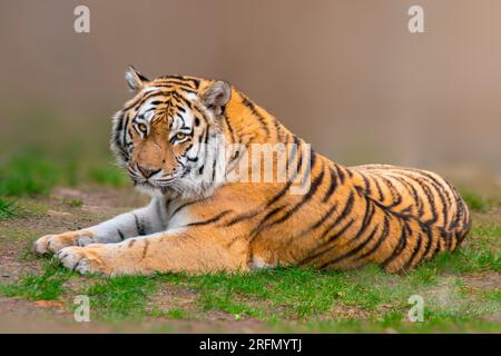 Ein großer gestreifter Tiger (Panthera tigris) liegt entspannt und genießt die Sonne Stockfoto