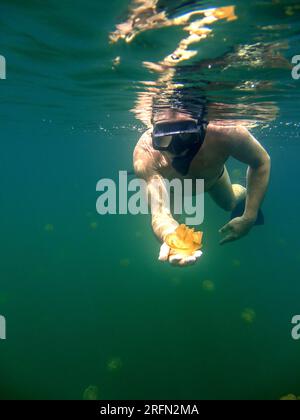 Schnorcheltourist am Jelly Fish Lake auf der Insel Palau Stockfoto