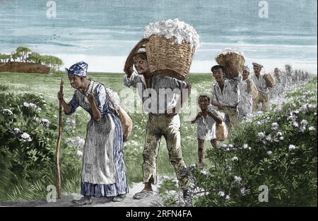 Schwarze Arbeiter, die Baumwolle vom Feld in Alabama bringen, 1880er. Illustration von Matthew Somerville Morgan (1839-1890), 1887. Gefärbt. Stockfoto