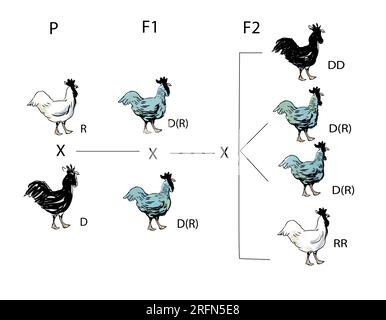 Mendelian-Karte für Hühner. P ist die Elterngeneration mit schwarzen (dominanten) und weißen (rezessiven) Genen. F1 ist die hybride Generation der „blauen“ Andalusien, die eine unvollkommene Dominanz zeigt. F2 ist die nächste Generation mit 25 % Schwarz (DD), 50 % Blau (DR) und 25 % Weiß (RR). Stockfoto