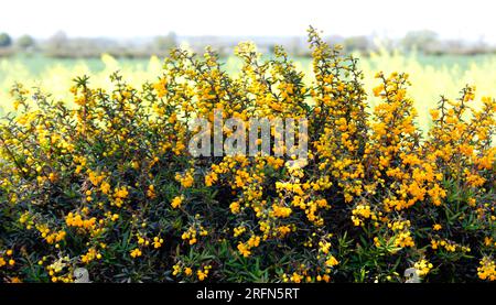 Berberis (Barberry darwinii) leuchtend gelber duftender blühender Sträucher Stockfoto