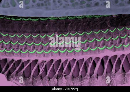Rasterelektronenmikroskopische Darstellung des Corti-Organs von Meerschweinchen, die drei Reihen äußerer Haarzellen, eine Reihe innerer Haarzellen, Tunnelstäbe, Deiters-Zellen und Hensen-Zellen zeigt. Bereitgestellt von Andrew Forge, mit freundlicher Genehmigung von Wellcome Images. Stockfoto