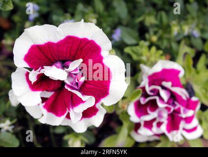 Nahaufnahme der blühenden Petunia „blackberry Ripple“ in der Maisonne Stockfoto