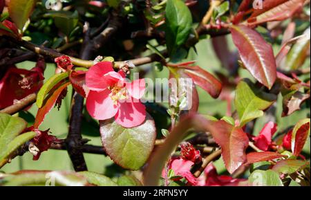 Zarte rosa Blüten von Chaenomeles Specios, die im Frühling Quince blühen Stockfoto