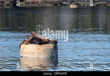 Steller Seelöwen ruhen sich aus und rufen auf einer Boje im Prince William Sound, Alaska, USA Stockfoto