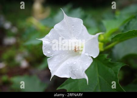 Die reine weiße Blume des giftigen Dornapfes oder Datura stramonium Stockfoto