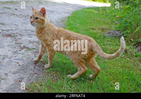 Ein ängstlicher wilder Kater überquert eine Landstraße Stockfoto
