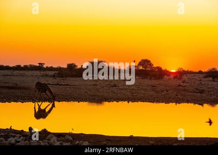 Giraffen trinken bei Sonnenaufgang, Klein Namutoni Wasserloch, Etosha Nationalpark, Namibia Stockfoto