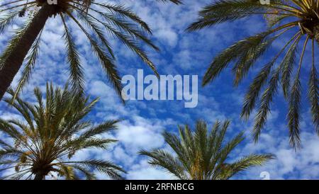 Ein Blick nach oben auf den blauen Himmel und die Wolken durch Palmen. Stockfoto