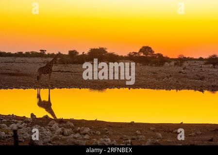 Giraffen trinken bei Sonnenaufgang, Klein Namutoni Wasserloch, Etosha Nationalpark, Namibia Stockfoto