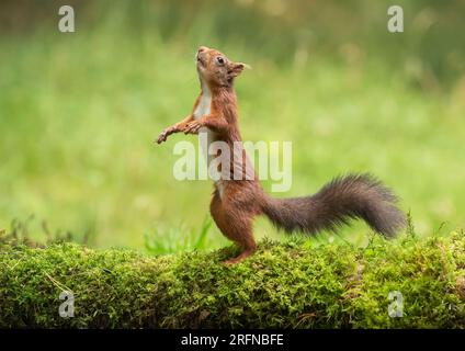 Ein einzigartiger Schuss eines Roten Eichhörnchens (Sciuris vulgaris), das mit ausgestreckten Pfoten aufrecht steht. Tanzen auf dem Moos, um in den Baum zu springen. Yorkshire, Großbritannien Stockfoto