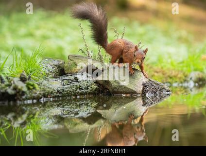 Ein Rotes Eichhörnchen (Sciuris vulgaris) mit seinem buschigen Schwanz. Ein Drink auf den Felsen. Eine Spiegelbildreflexion im Wasser darunter. Yorkshire, Großbritannien Stockfoto