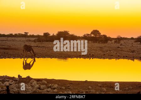 Giraffen trinken bei Sonnenaufgang, Klein Namutoni Wasserloch, Etosha Nationalpark, Namibia Stockfoto