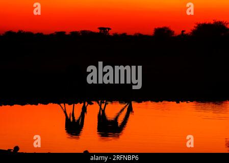 Giraffen trinken bei Sonnenaufgang, Klein Namutoni Wasserloch, Etosha Nationalpark, Namibia Stockfoto