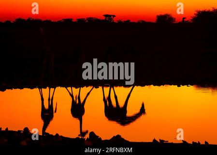 Giraffen trinken bei Sonnenaufgang, Klein Namutoni Wasserloch, Etosha Nationalpark, Namibia Stockfoto