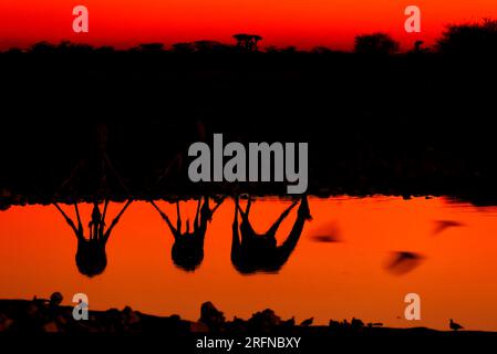 Giraffen trinken bei Sonnenaufgang, Klein Namutoni Wasserloch, Etosha Nationalpark, Namibia Stockfoto