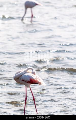 Greater Flamingos - Phoenicopterus roseus - entlang der Küste von Walvis Bay, Namibia. Stockfoto